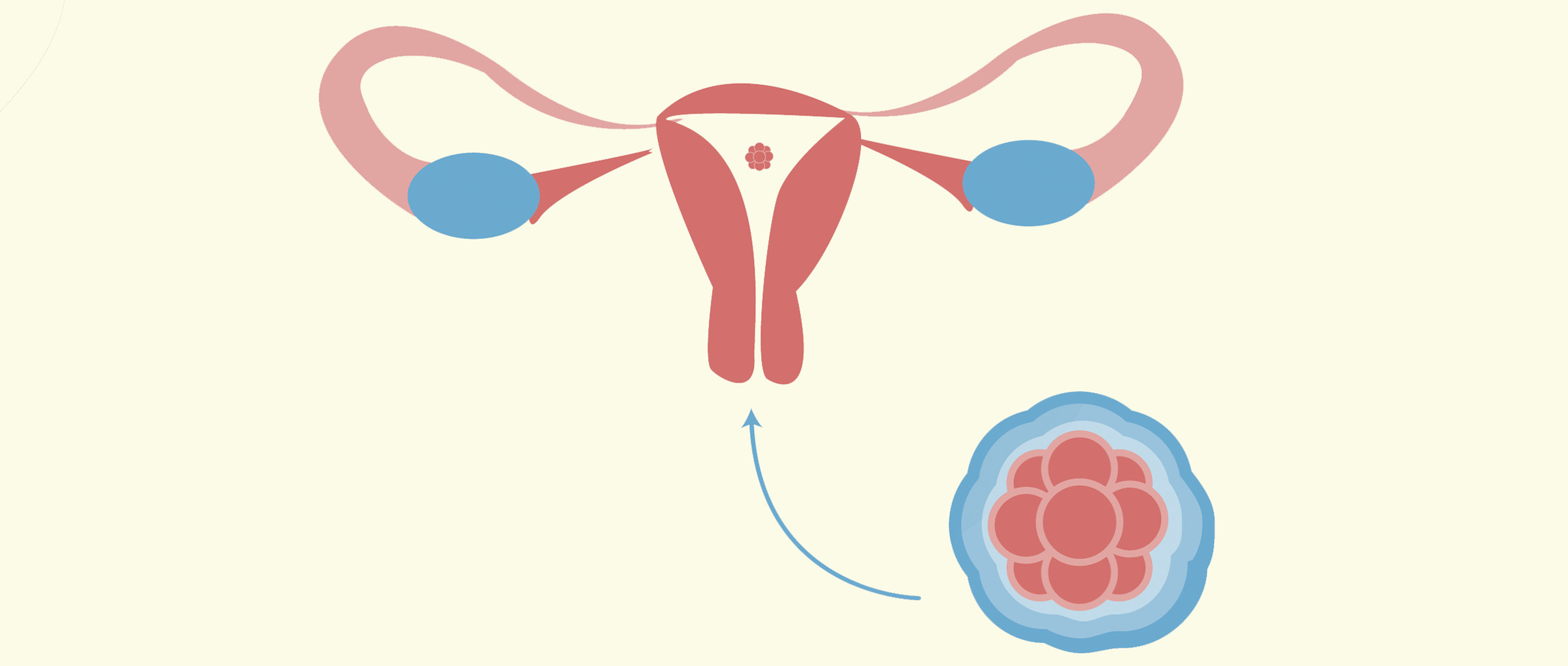 transferencia de embriones